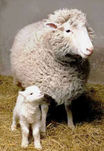 Dolly The Sheep